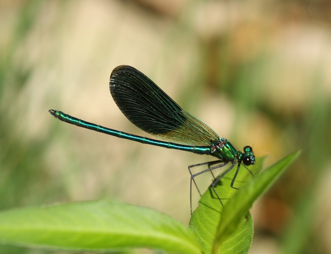 Calopteryx splendens?